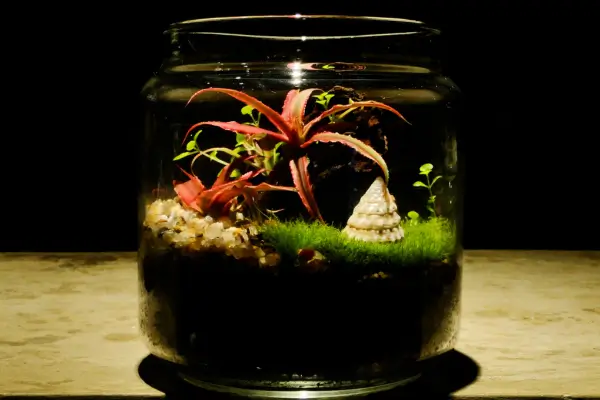 Bromélias em Ambientes Fechados – Como Escolher e Manter a Umidade no Nível Ideal para seu Jardim em Miniatura