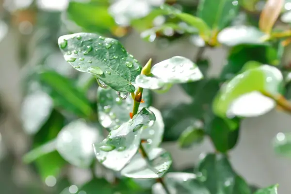 Ficus Pumila Como Cultivar com Sucesso e Controlar o Crescimento Exagerado em Espaços Pequenos