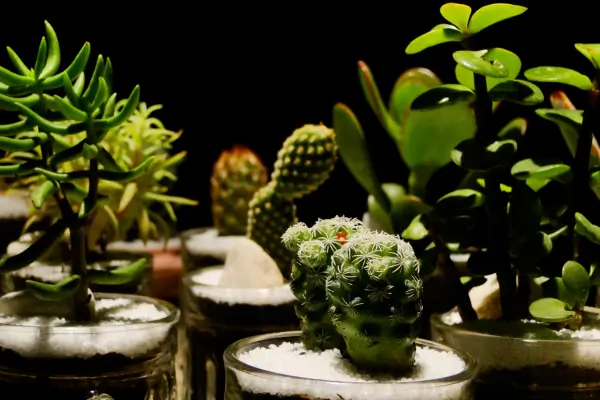  Descubra as Melhores Plantas Tropicais Para Apartamento Um Guia Amigável Para Iniciantes
