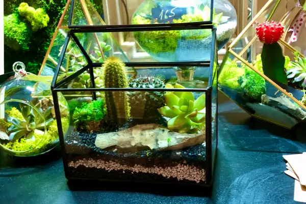 10 Plantas Ornamentais Compactas com Crescimento Lento Perfeitas para Espaços Pequenos