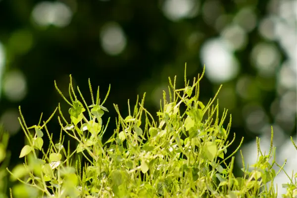Plantas Epífitas ou Terrestres Qual a Melhor Escolha para um Mini Ecossistema Selado