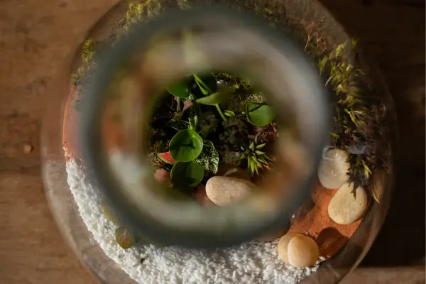 Terrários como Peças Centrais Como Integrar Jardins Fechados à Decoração de Interiores