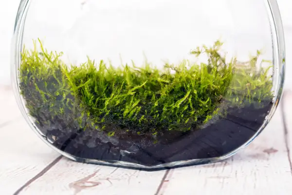 Controle de Umidade em Ecossistemas Selados Como Estabilizar o Microclima Sem Aberturas