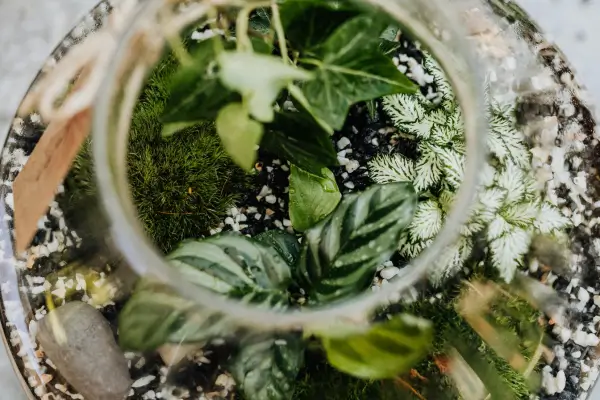 Poda Inteligente Como Controlar o Crescimento das Plantas sem Desequilibrar o Ecossistema