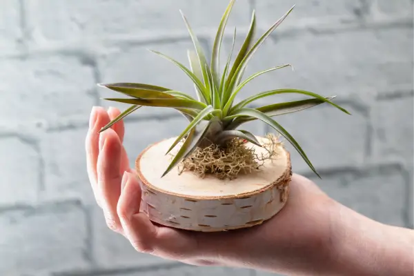 Criaturas Botânicas Exóticas Como Criar um Ecossistema Fechado com Plantas Fantásticas