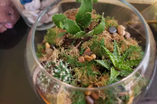 Plantas Carnívoras em Vidro Como Adaptá-las e Garantir um Desenvolvimento Sustentável