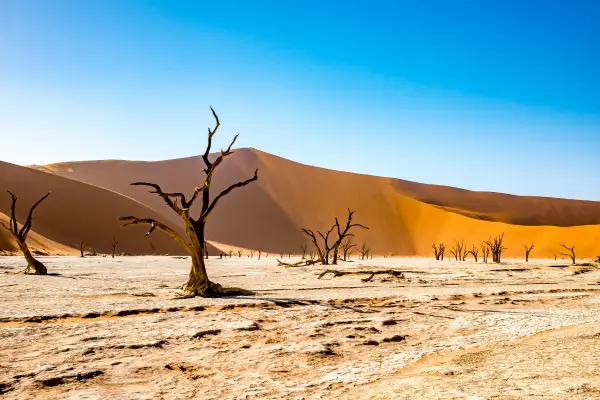 Jardim do Deserto Como Criar um Mini Velho Oeste com Cactos e Elementos Áridos
