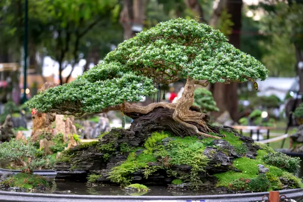  Troca de Plantas em Ambientes Fechados Como Fazer o Replantio Sem Desestabilizar o Sistema