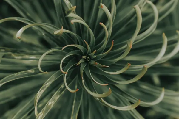 Recuperação de um Jardim Selado Como Reativar um Ecossistema que Parou de Funcionar