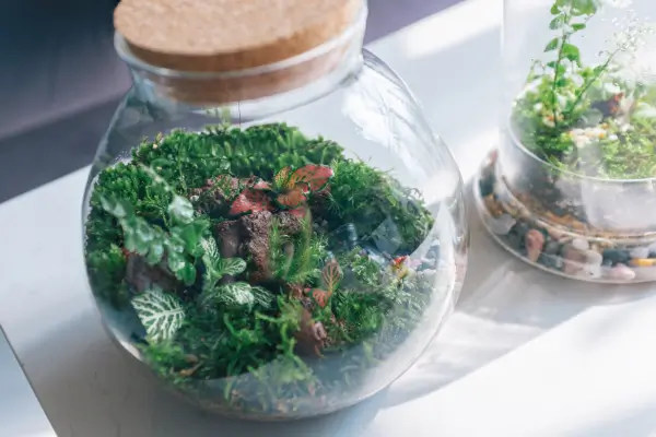 Mini Biomas Tropicais Como Criar Paisagens Inspiradas em Florestas, Montanhas e Oceanos